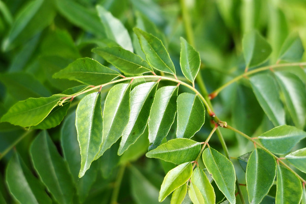 curry leaf trees