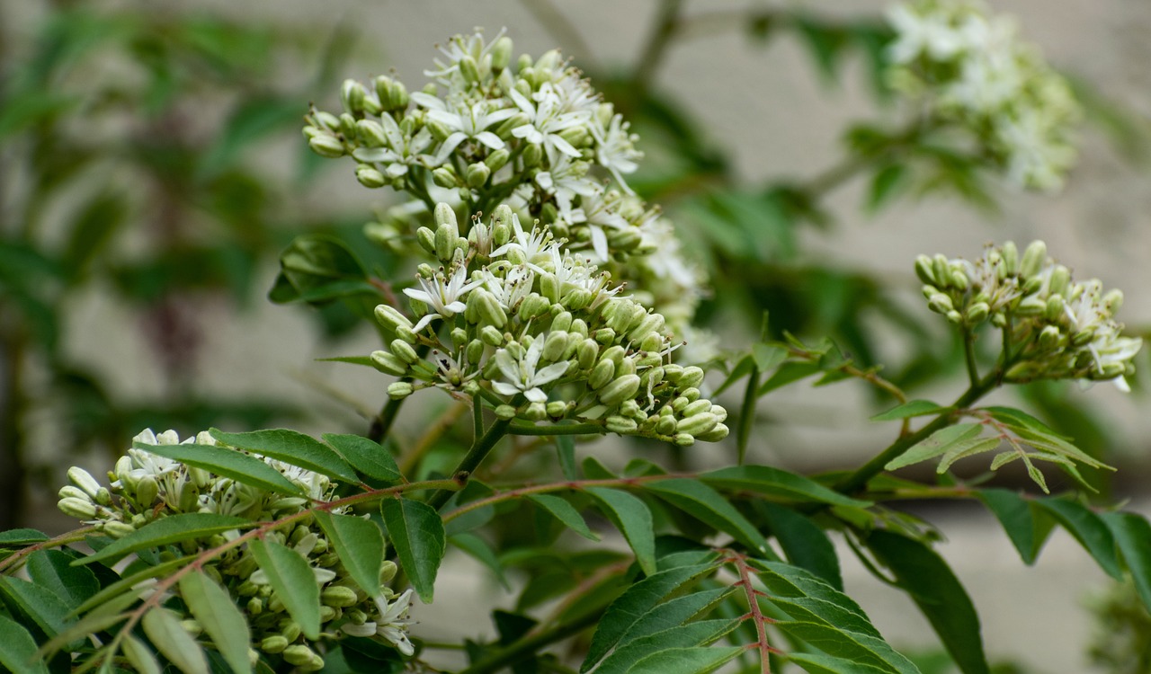 curry leaves plant