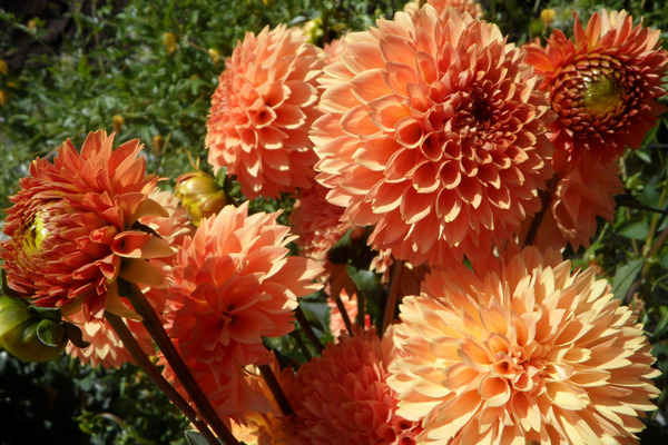 dahlias