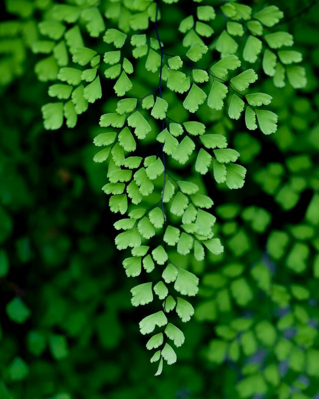 delta maidenhair