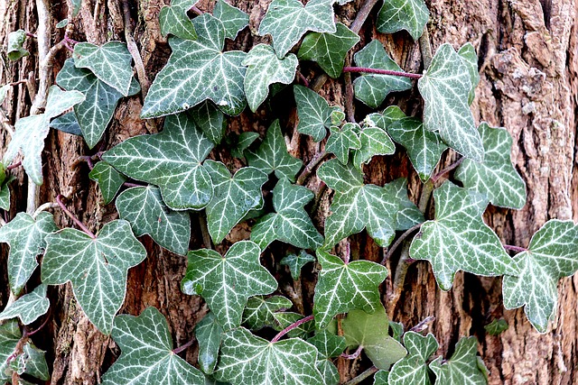 devils ivy