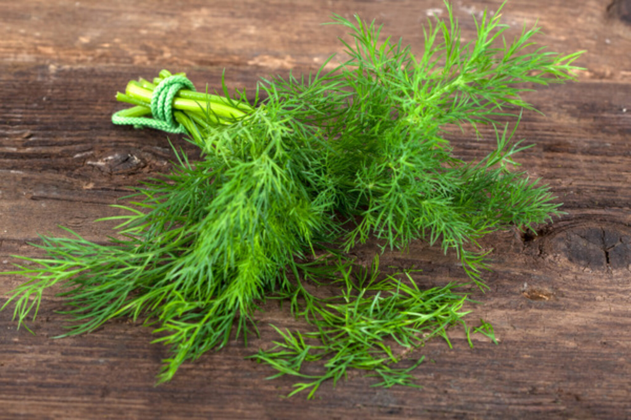 How to Grow and Care for Dill The Ultimate Guide TopBackyards