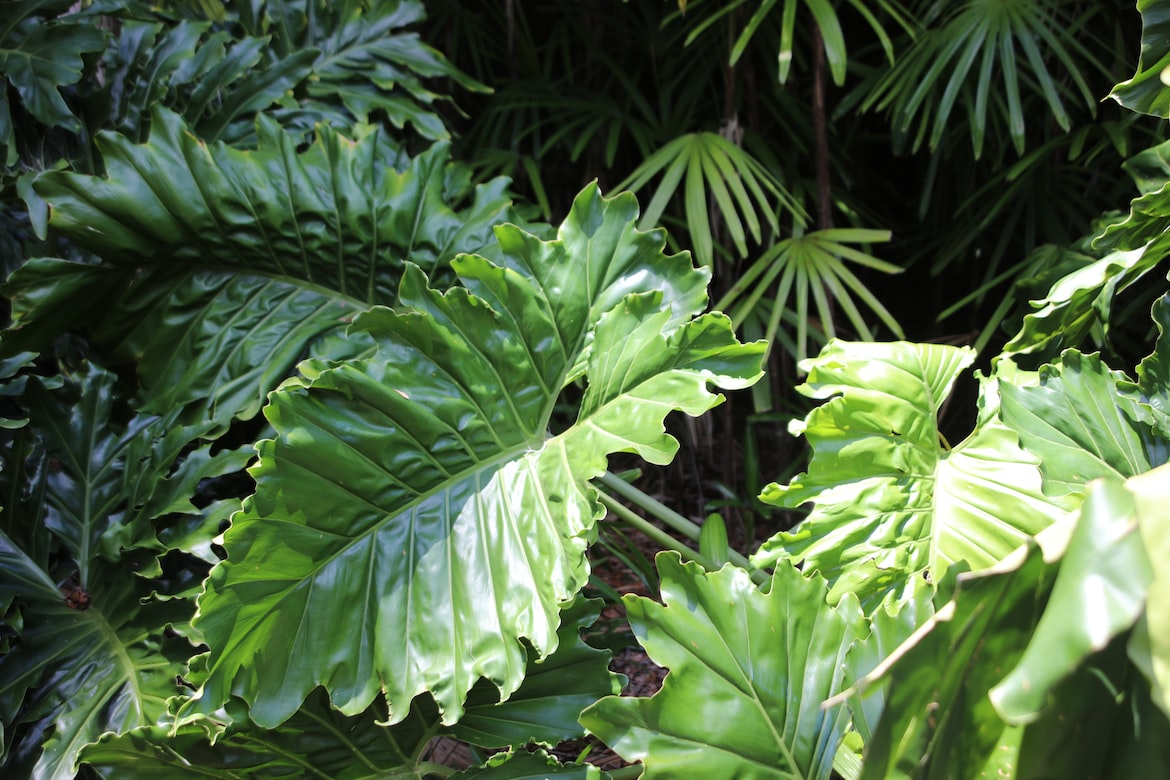 an elephant ear plant