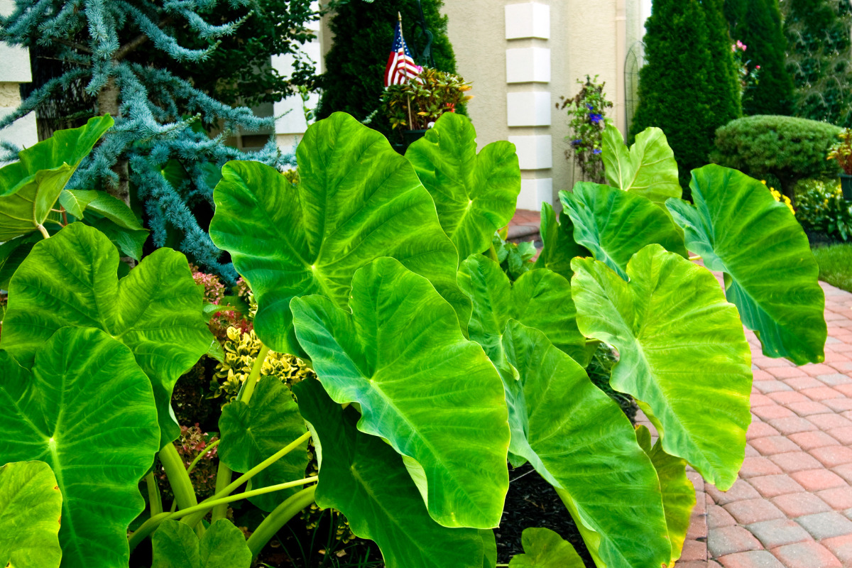 elephant ear plants