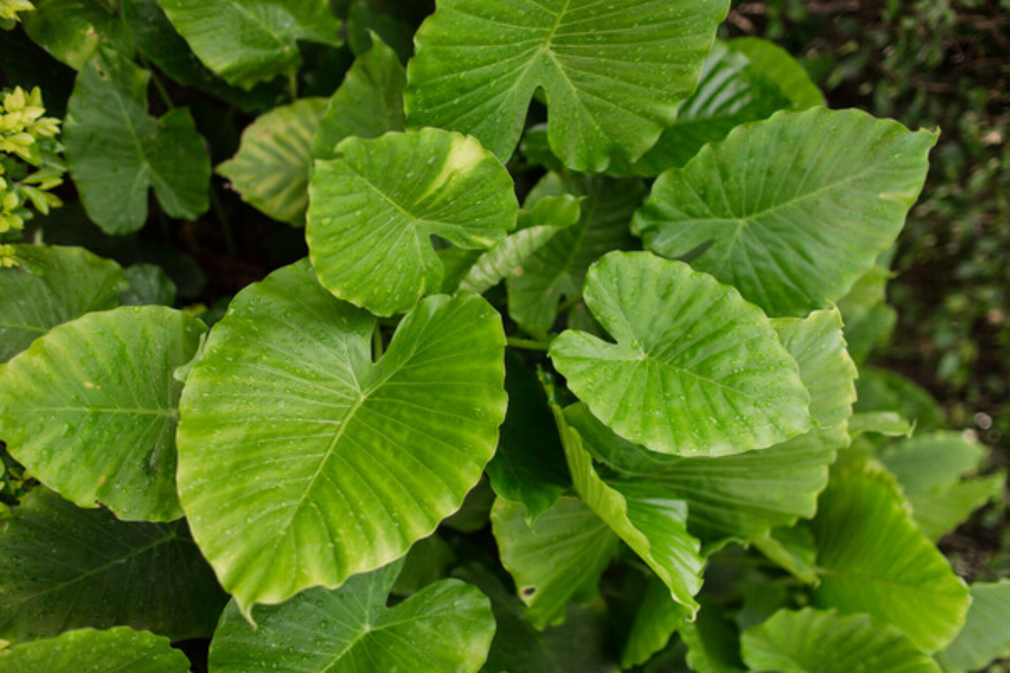 Elephant Ear Plant Problems and Solutions TopBackyards