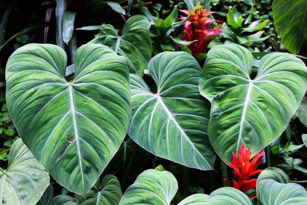 interesting elephant ear plant