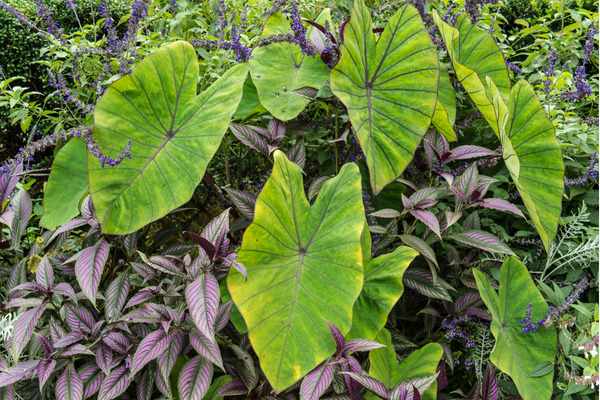 elephant ear