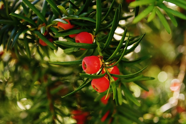 european yew