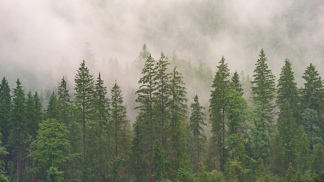 evergreens plants