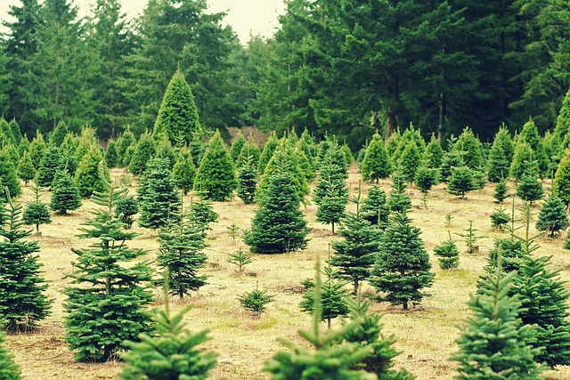 farming real christmas trees
