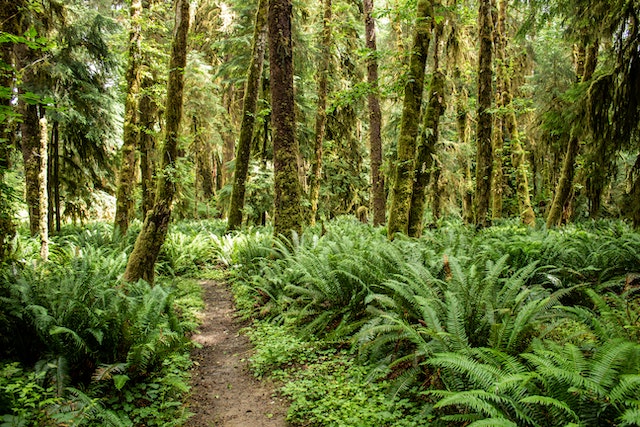 ferns