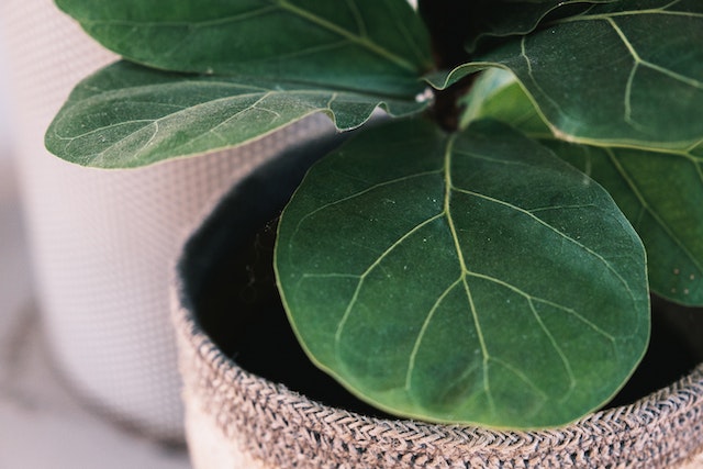 fiddle leaf fig