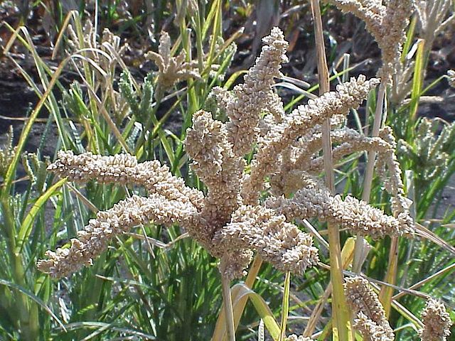 finger millet