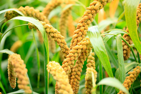 foxtail millet