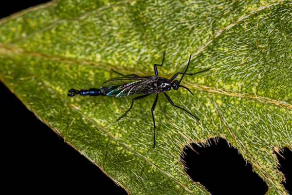 fungus gnats