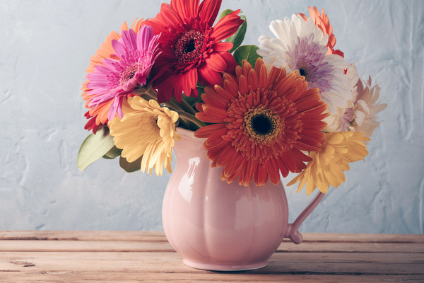 gerbera daisies