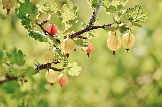 gooseberry plant