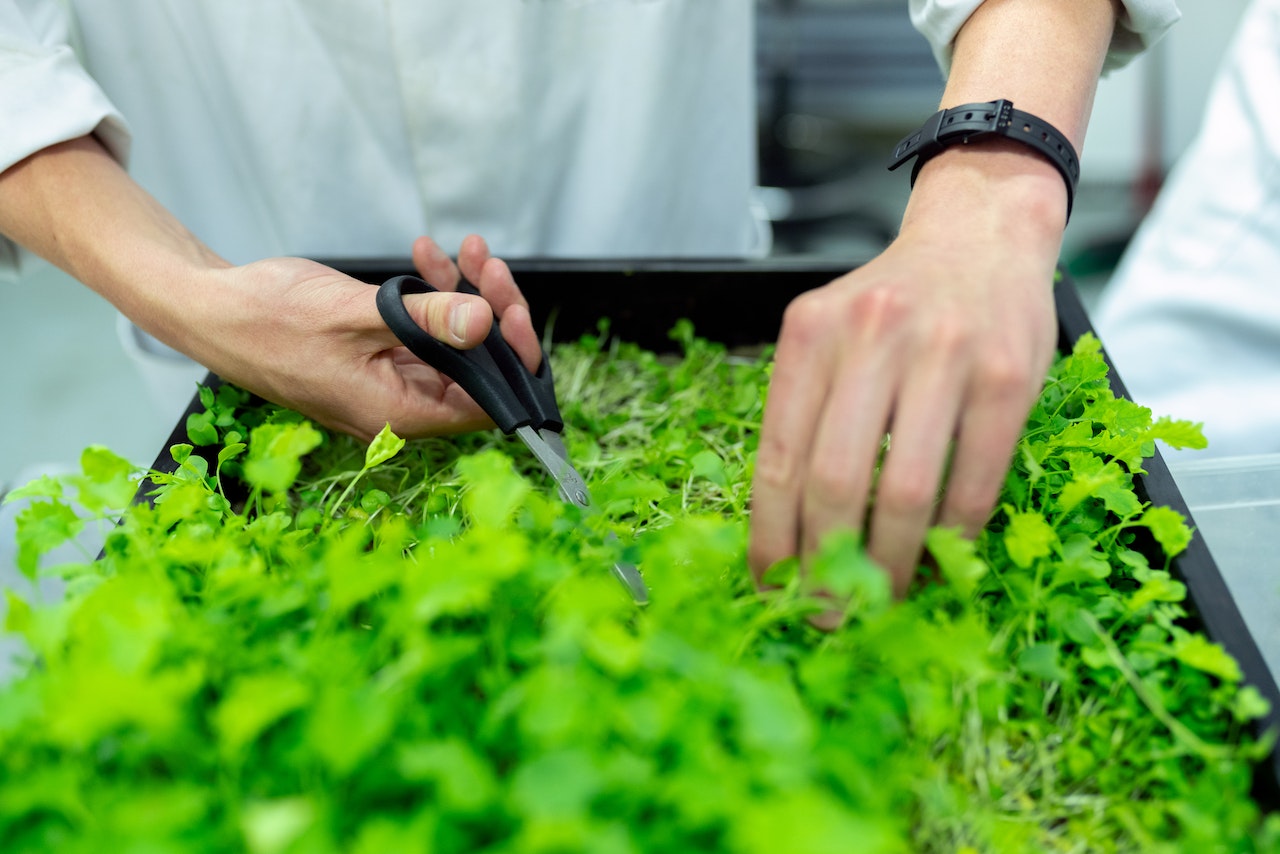 growing herbs