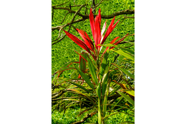 hawaiian ti plant