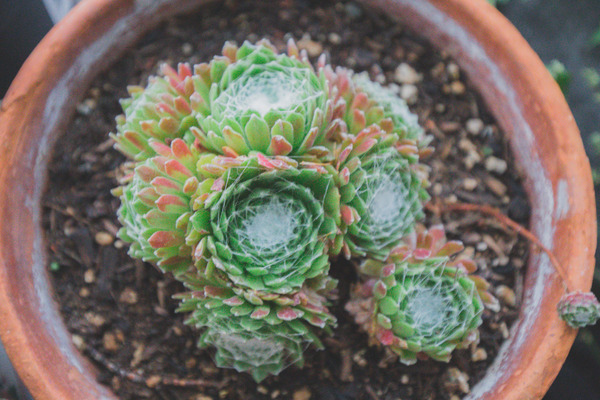 hens and chicks in pots