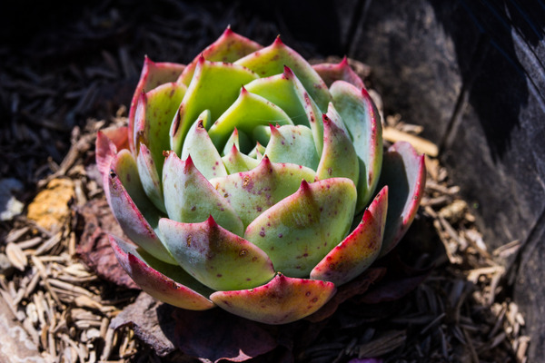 hens and chicks