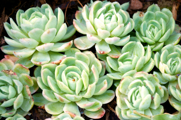 How to Grow Hens-and-Chicks - A Quick Guide - TopBackyards