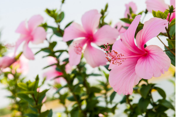 hibiscus