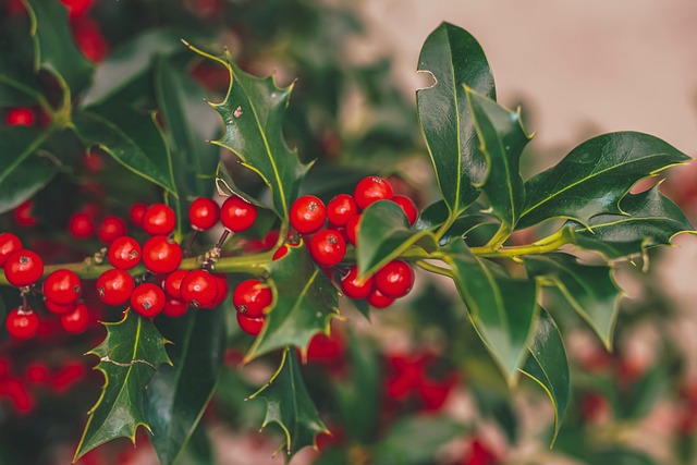 holly and berries