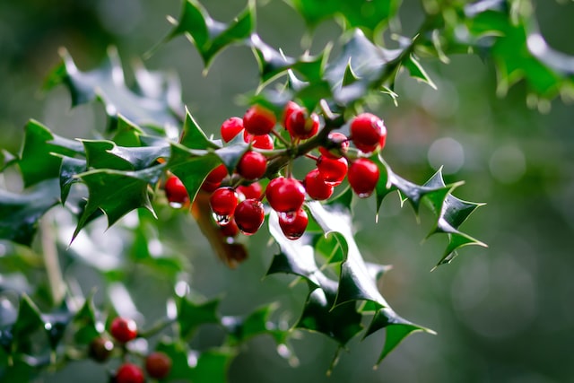 holly plants