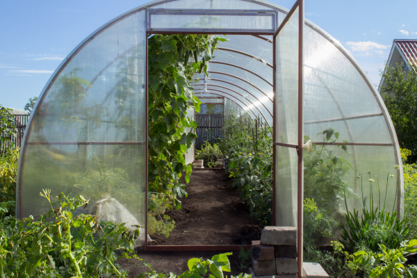 hoop greenhouse