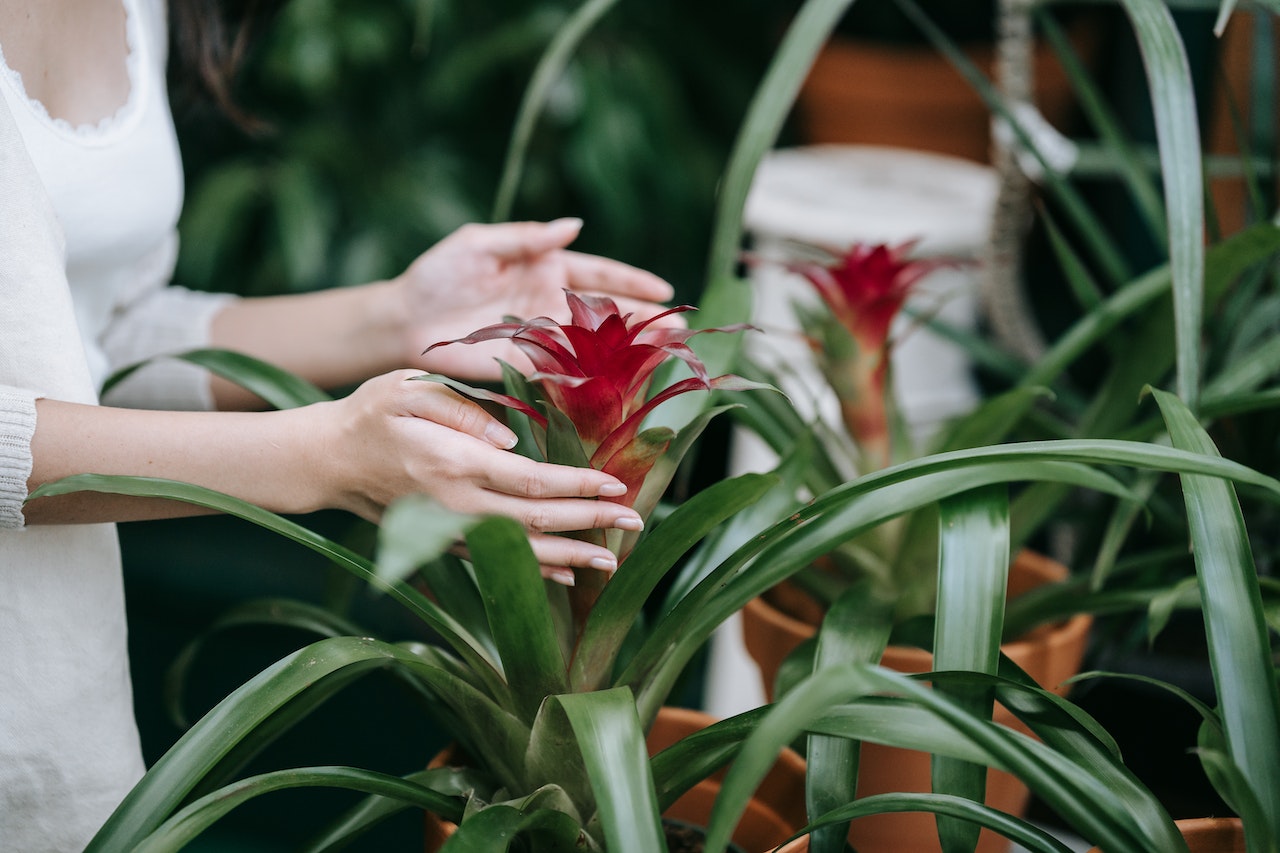 bromeliads