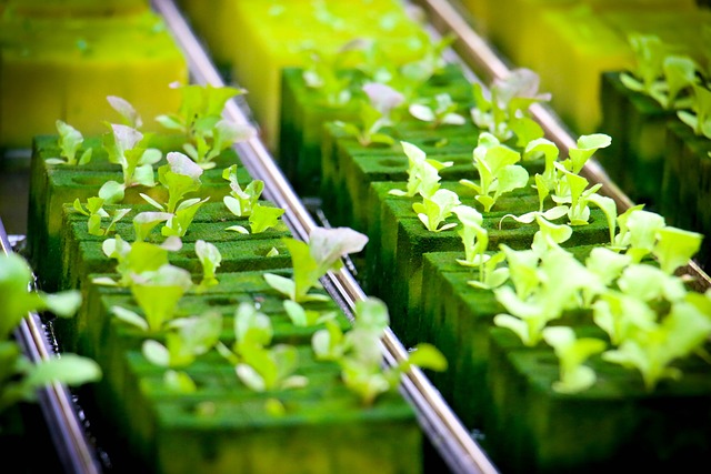 a hydroponic garden