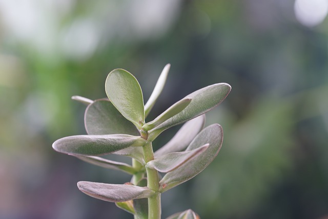 jade plant