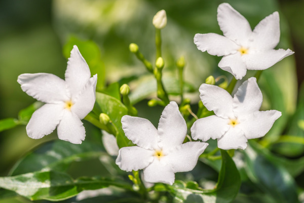 jasmine plant