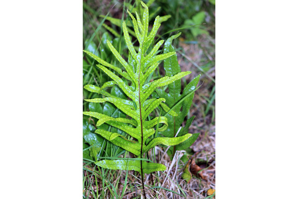 kangaroo fern