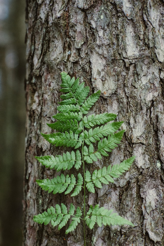 lady fern