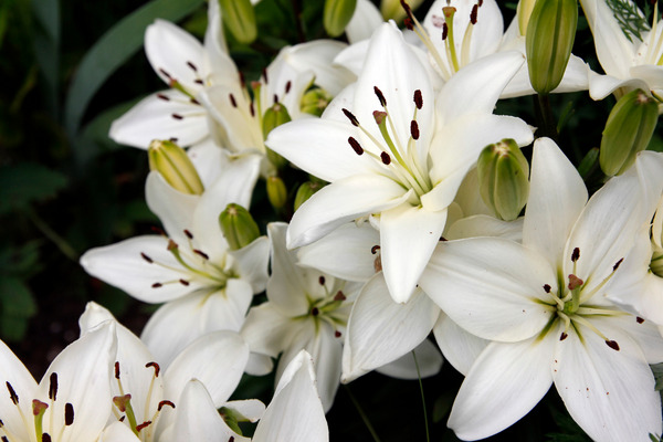 lilies