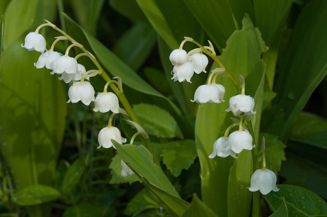 lily of the valley