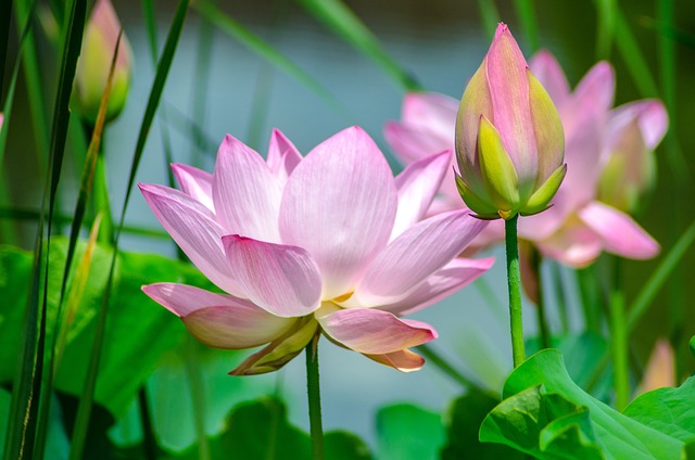 lotus flower