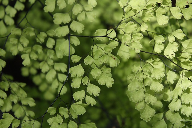 maidenhair fern