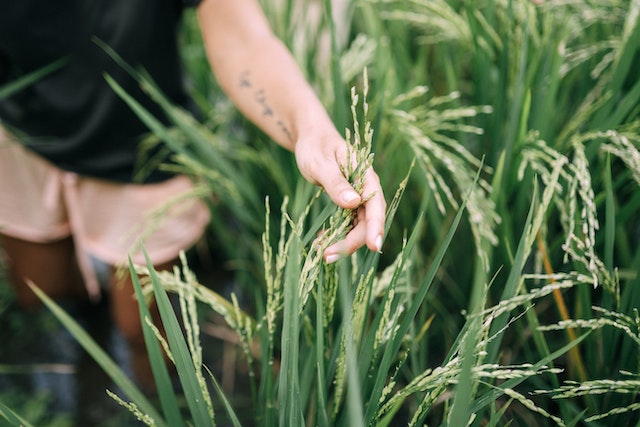 planting millet