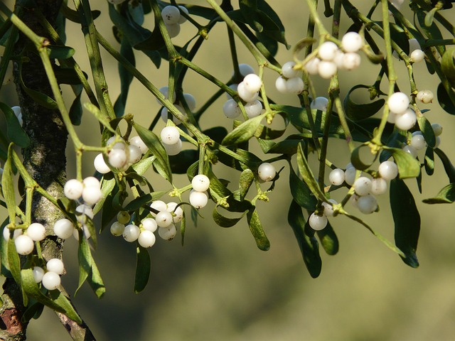 misletoe plants