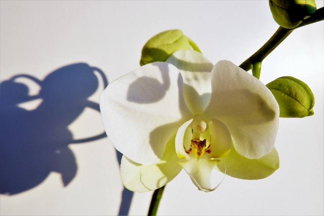 moth orchid