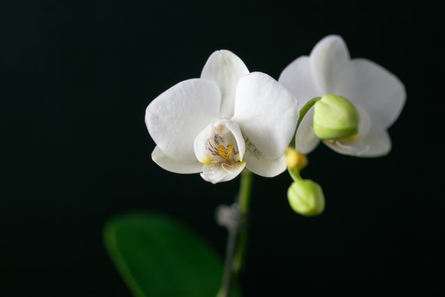 moth orchid