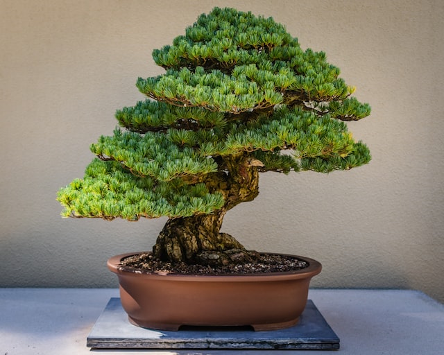 bonsai tree