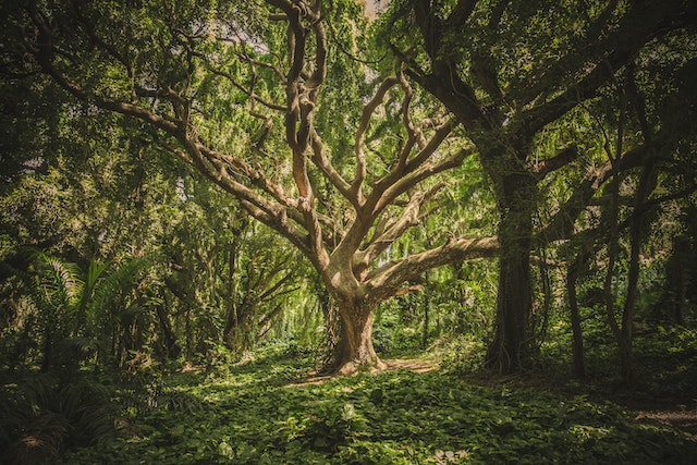 oak trees