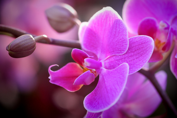 orchid