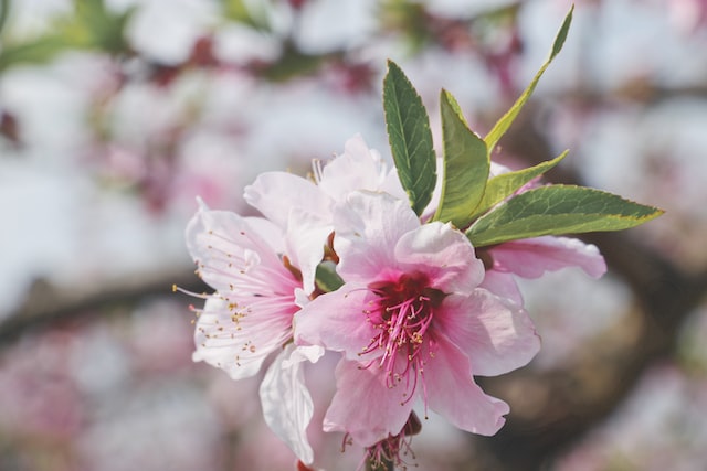 peach blossoms