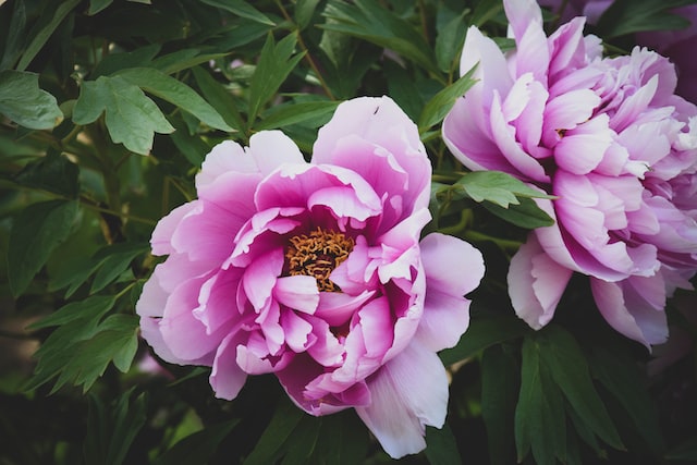 peony plant