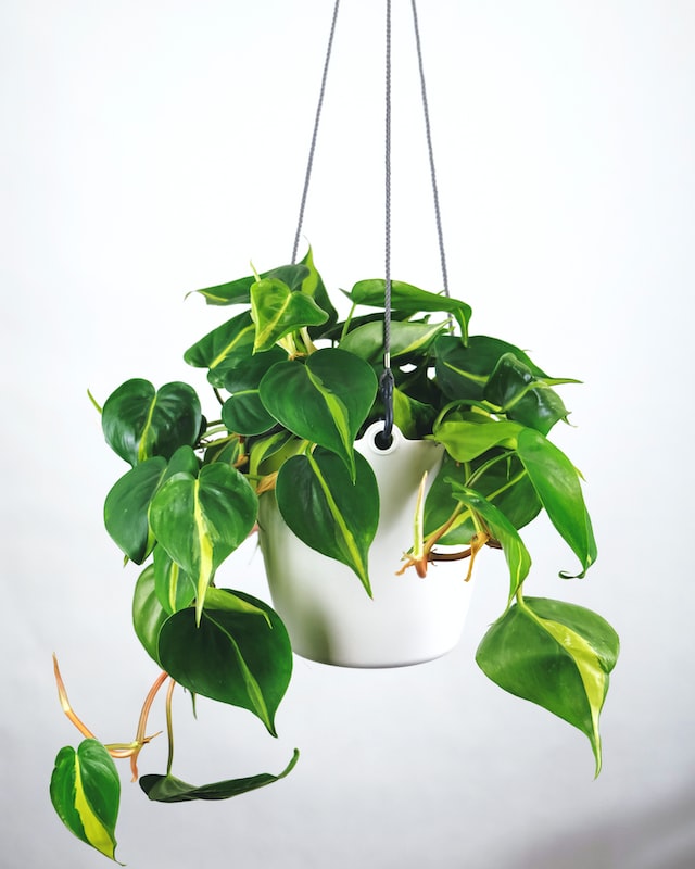 philodendron